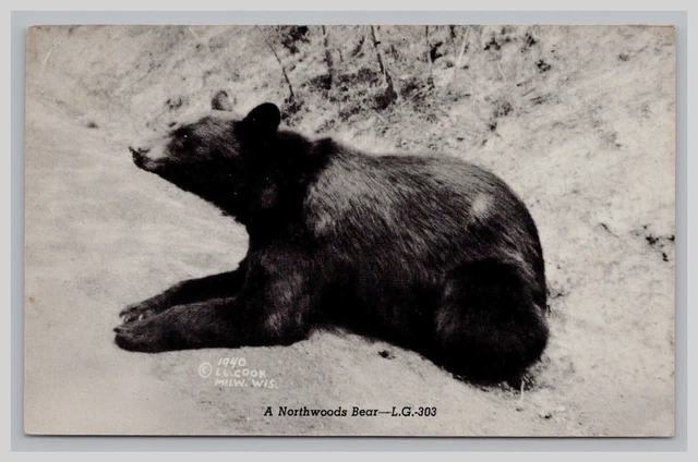 Postcard: MI 1940 Northwoods Bear, Mike Silk, Iron River, Michigan - Unposted