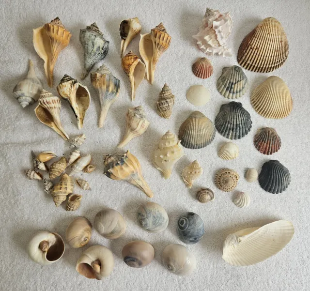 Florida Seashell Collection 45 Shells From 1970s Pear Lightning Whelk Angel Wing