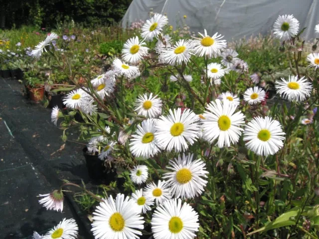 Erigeron 'quakeress' (1 litre plant)