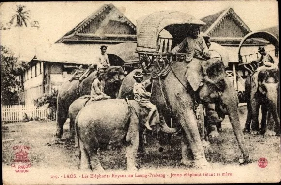Ak Luang Prabang Laos, Elephants Royaux, Jeune Elephant tetant sa mere - 3310110
