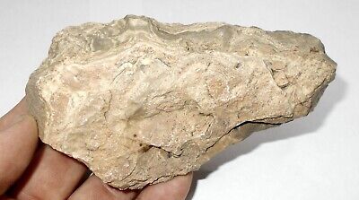 Paleolithic Early human hand axe Acheulian Saharan stone age tool Ref:WB3.AX4