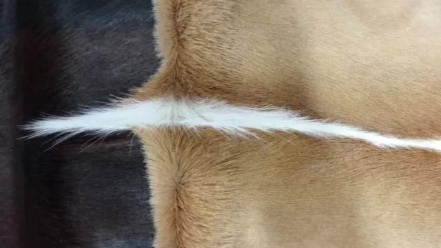 Springbok Skin - Natural Antelope Skin - antelope hide L (Approx Size 35"X20") 3