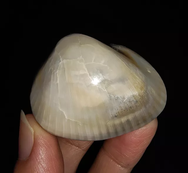 Sea Shell Fossil, Agatized Clam, Bivalve From Java, Indonesia, 42Mm