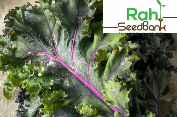 Kale Red Russian GROW Your Own as it’s Easy & Satisfying 100 Seeds