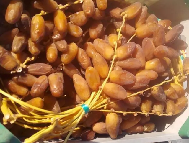 Ramadan Mubarak Delivery in only 5 days Soft Deglet Noor dates 2 KG (4.4LBs)