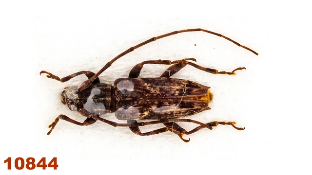 Cerambycidae: Lamiinae sp.  A2, 9 mm , 1 pc