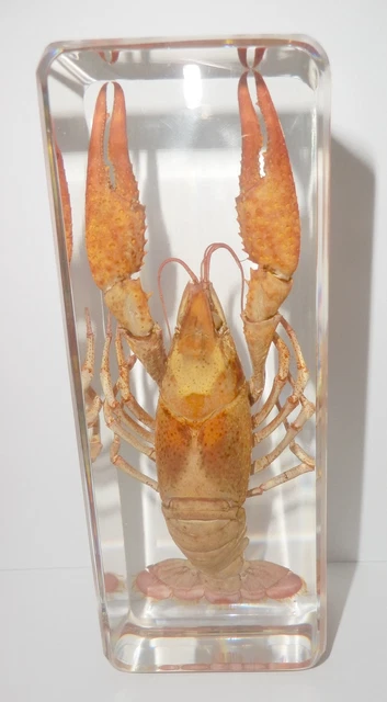 Red Lobster Freshwater Crayfish Specimen Clear Resin Block Education Aid BK3