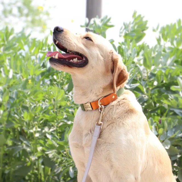 Collare Per Cani in Nylon Personalizzato Medaglietta incisa Con Nome e Numero 12