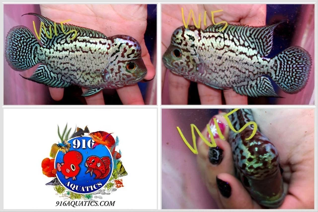 3.5 Inch King Kamfa Live Flowerhorn #W15