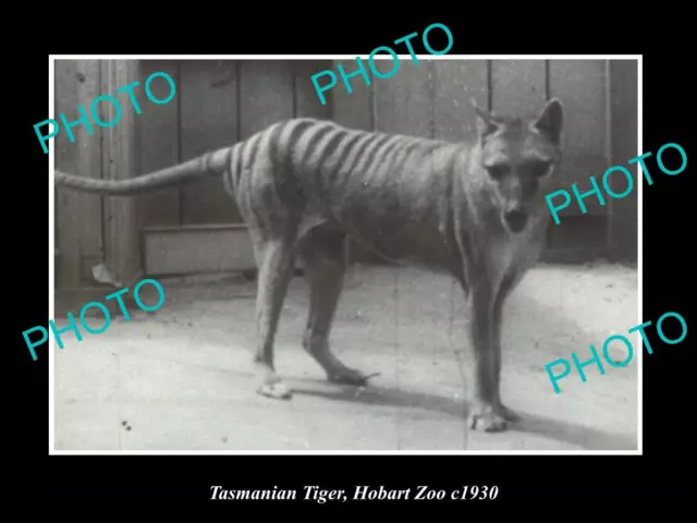 OLD LARGE HISTORIC PHOTO OF A TASMANIAN TIGER IN CAPTIVITY HOBART ZOO c1930