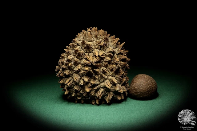 Phytelephas macrocarpa Sudamérica palma reciente frutos secos fruta seca decoración