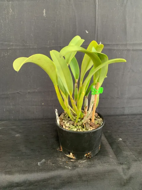 RON Cattleya Orchid Special Quality Div Rlc. Chunyeah 'Tzeng-Wen' AM/AOS (B706) 3