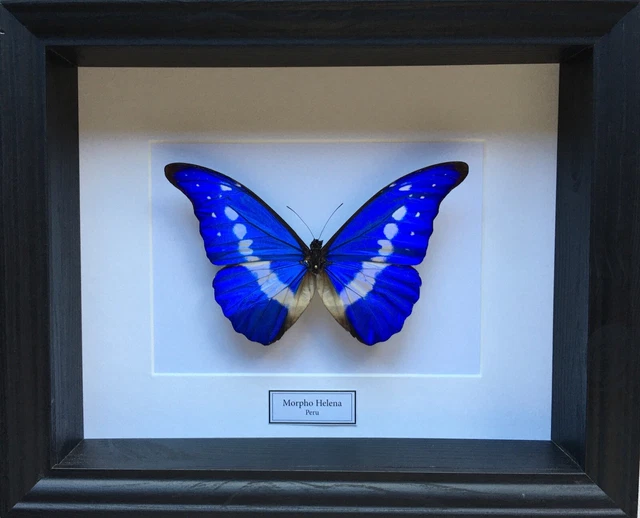 MARIPOSA REAL MORPHO Helena de Perú naturalizada bajo espléndida