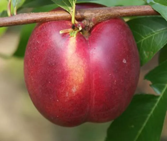 Fantasia Nektarine Nektarinenbaum saftig süß Buschbaum Halbstamm