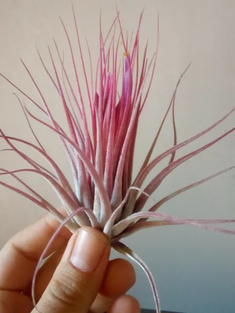 Tillandsia Scaposa Plantes Collection Carnation D'Air 5 CM Approx.