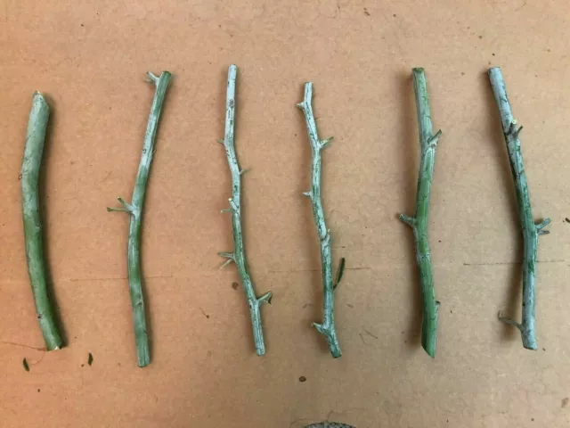 Mimosa Tree Cuttings, 6 Unrooted Cuttings 7-8 inches For Propagation
