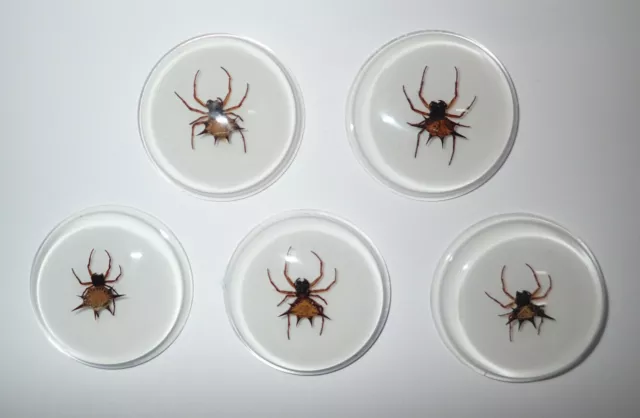 Insect Cabochon Spiny Spider Round 38.5 mm inner 35 mm on white 10 pieces Lot