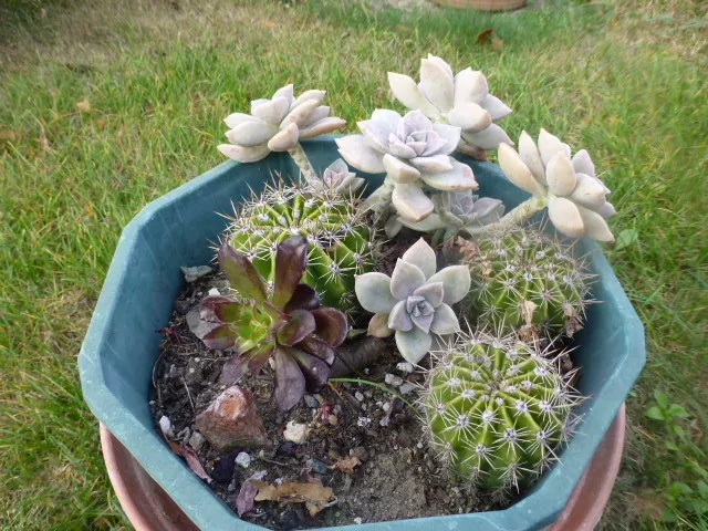 Precioso Lote = Potée De 3 Plantas Varios, 3 Chechos Aéoniums Y Suculentas