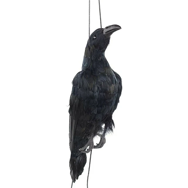 Realistico Corvo Morto Appeso un Grandezza Naturale Extra Corvo Piumat Q7S6