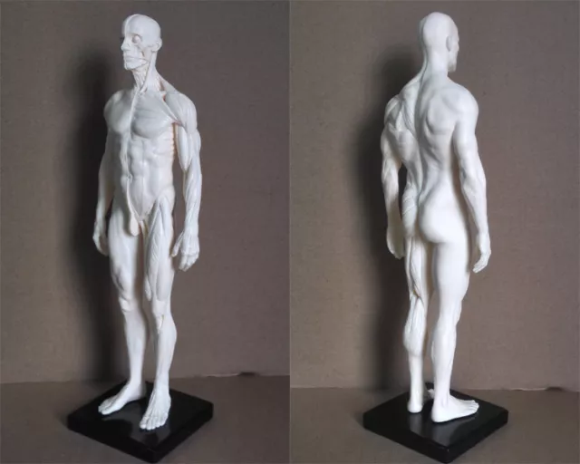 30cm Esqueleto humano Modelo anatómico Hombre hombre Anatomía Cráneo ES