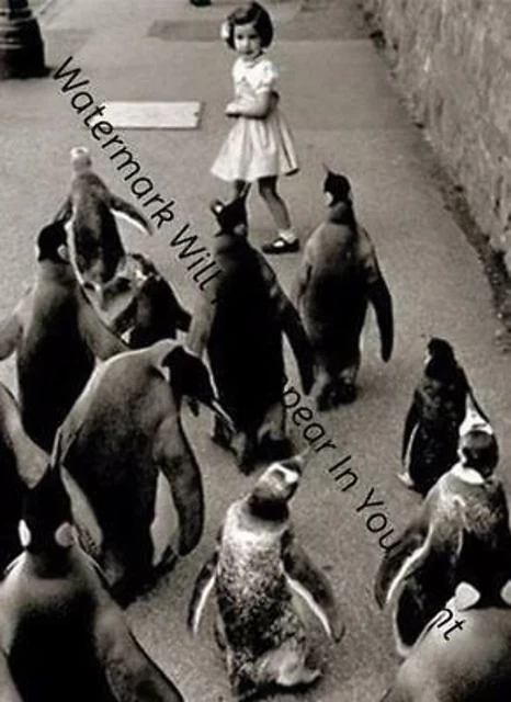 SCARY FREAKY ODD STRANGE Penguins Chasing Girl BIZARRE VINTAGE PHOTO WEIRD A37