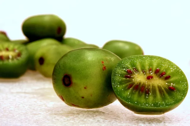 10 graines KIWAÏ DE SIBERIE (Actinidia Arguta ISSAI )H376 HARDY BABY KIWI SEEDS