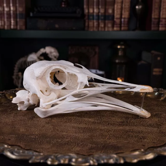 Real Ostrich Skull, skeleton, taxidermy, biggest bird anatomy, Emu, Cassowary 3