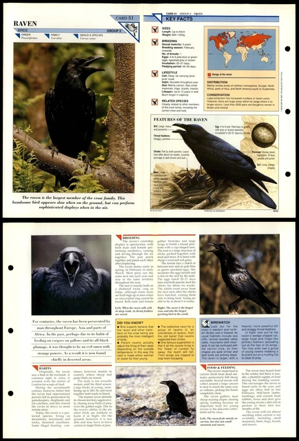 Raven5605 Files RAVEN #51 BIRDS Wildlife Fact File Fold-Out Card £1.99 - PicClick UK