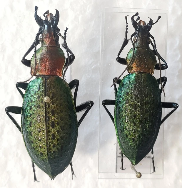 couple Carabus Coptolabrus smaragdinus ssp tschillensis Chine mont Housan -A- -