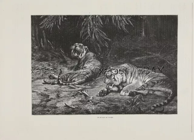 Tiger Pair at Rest, Beautiful Large 1880s Antique Print & Article