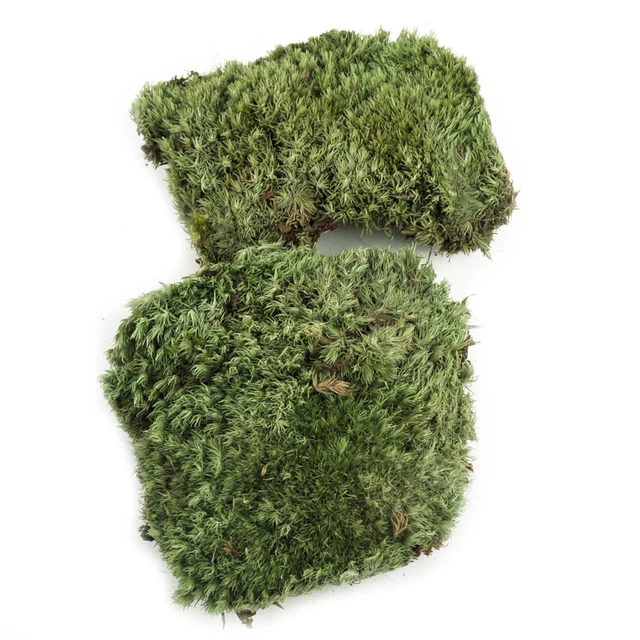 Musgo artesanal verde artificial belenes bolsa musgo decoración musgo 10,5 x 7,5 cm donde