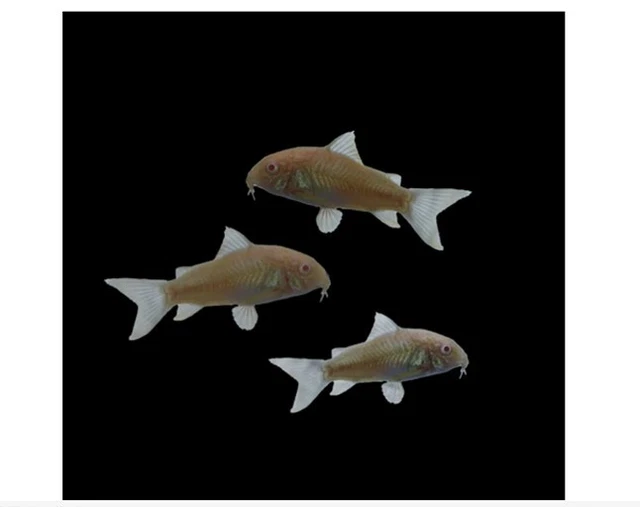 Albino Corydoras Cory Catfish (Pack of 3 Freshwater Aquarium Fish)