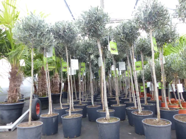 Olivenbaum Olive 140 - 150 cm Hochstamm, beste Qualität, winterhart