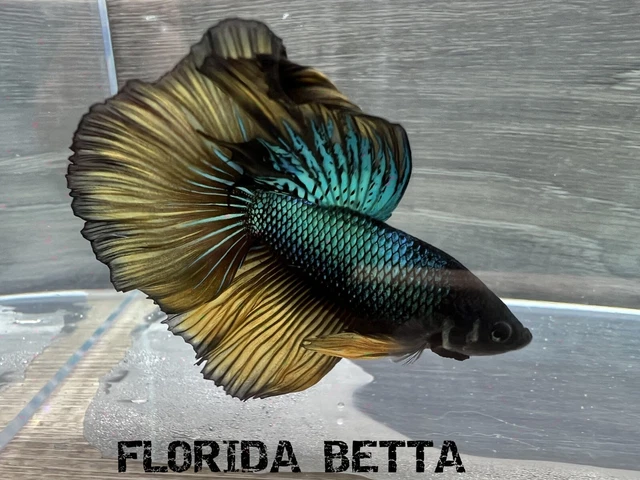 Live Betta Fish GREEN  MUSTARD GAS HALFMOON (HMPK MALE)-USA Seller B262