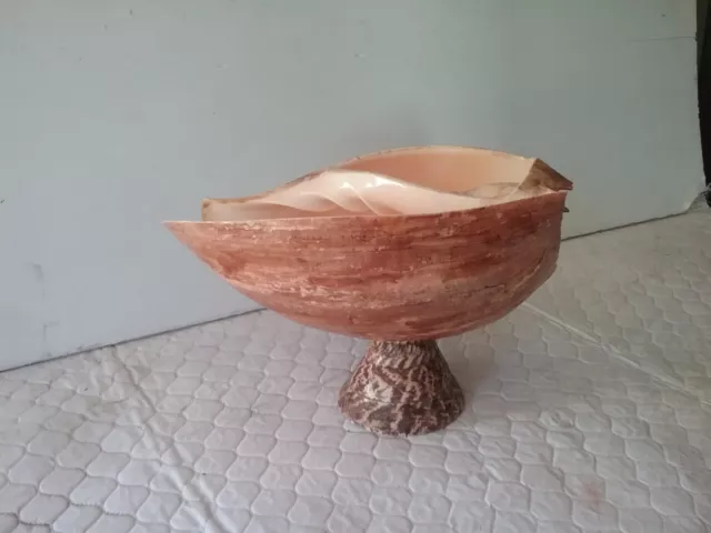 Large Sea Shell melo bailer on base DISPLAY BOWL