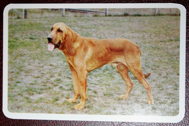 BLOODHOUND  Colour Photo Card  VC25