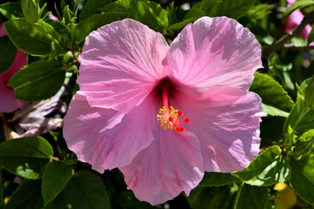 Riesenhibiskus  Staudenhibiskus Hibiscus moscheutos - Staude - winterhart