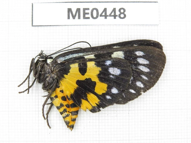 Moths. Day flying moths sp. Shaanxi, Xi'an, Mt.Cuihuashan. 1Pcs. ME0448.