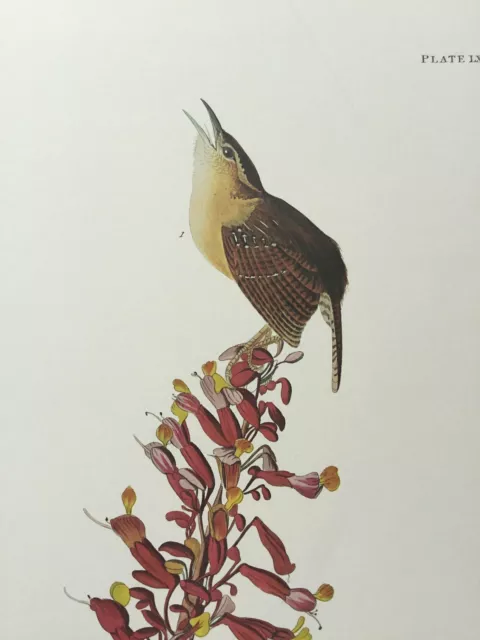 Great Carolina Wren Audubon Print. Princeton Audubon. The world's only direct ca 2