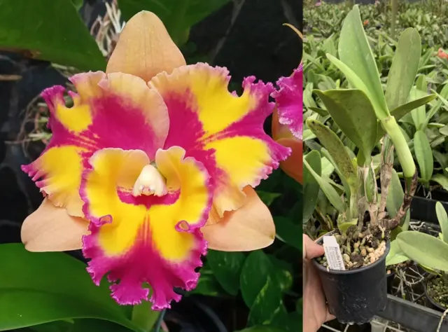 RON Cattleya Orchid Rlc Rungnapha Fancy 'Warm Welcome' FLOWERING SIZE! MERICLONE