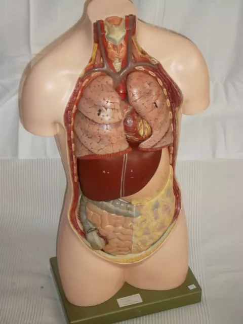 somso Torso Lehrmodell menschlicher Körper Anatomiemodell Modell 87, Kunststoff