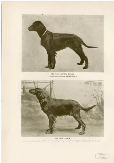 Gordon Setter Named Dogs Original Antique Dog Print Page From 1906