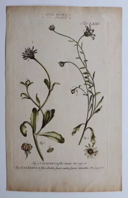 Ringelblume Calendula, altkolor. Kupferstich, Philip Miller, 1756