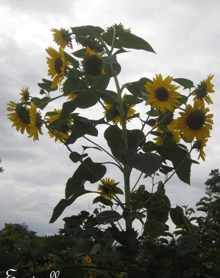 50 Graines De Tournesol Helianthus Annus - Pour Haie Végétale, Jardin - Le Grenier D'Abondance