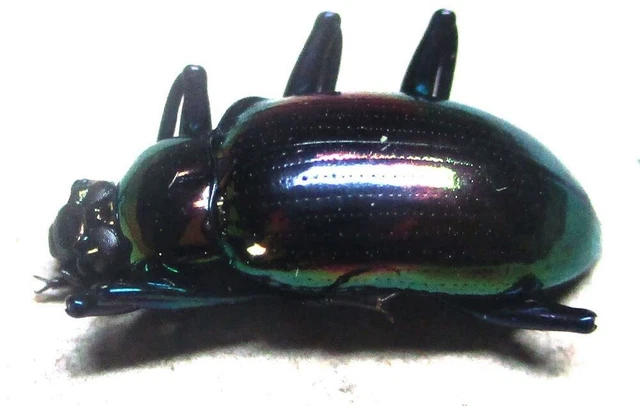 J005 SL : QZ : Tenebrionidae species? 14mm*********************************