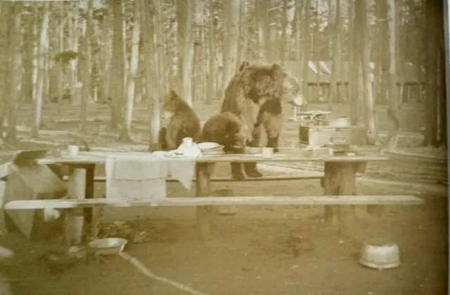Bear Vintage Photo Mama Bear and Cubs Enjoying A Picnic Lunch Vintage