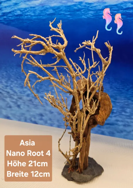 ASIA WOOD Nano Aquarium Wurzel Bonsai Baum auf Schieferplatte