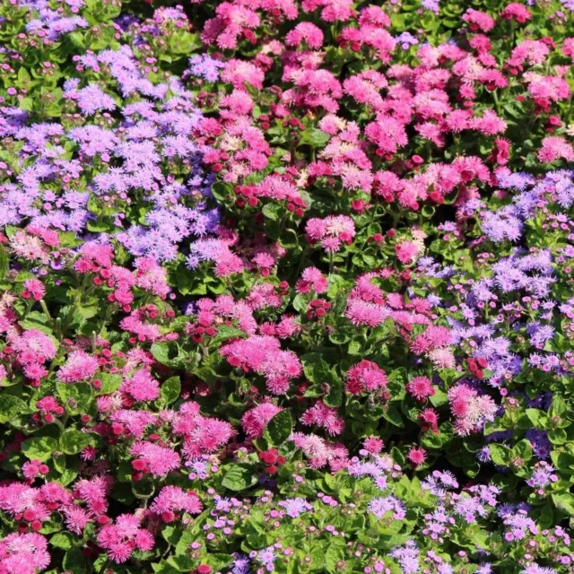 FLOWER GARDEN SEEDS "CHOOSE YOUR FLOWERS 250+ Variety Seeds " 250+ FLOWER Seeds 3