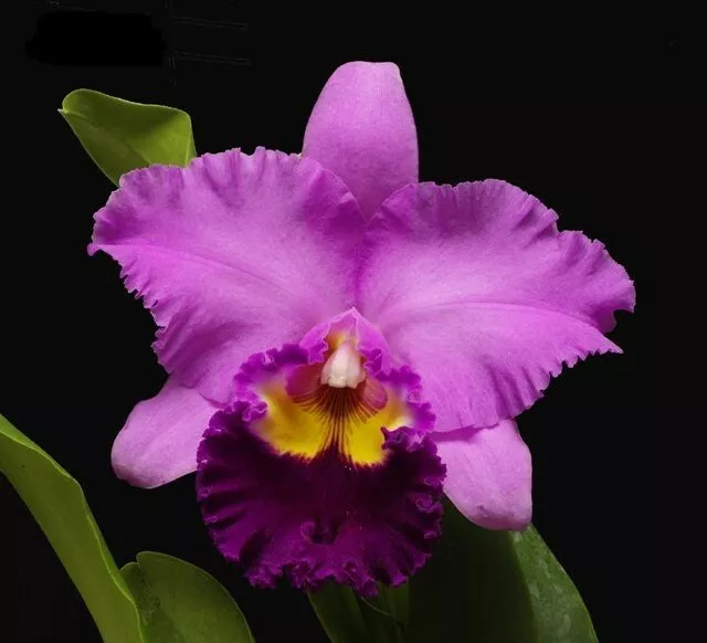Rlc. Taichung  Beauty 6 inch pot flowering size 55$