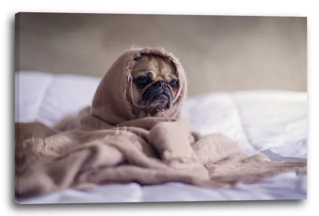 Canvas/Frames Cute pug cute puppy animal pictures sweet dog baby dog